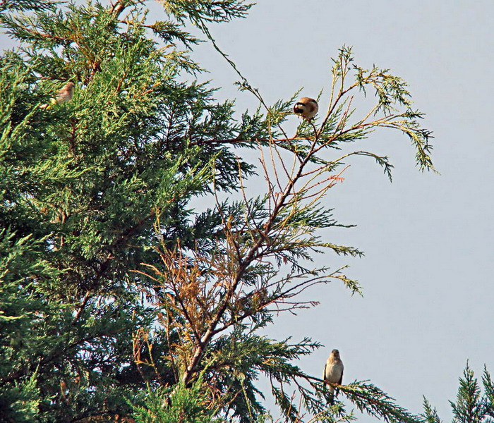 Uccelli da identificare